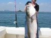45.5 inch Striper 37.2lbs. Aug 19th - on Pogy