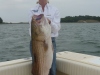 44 inch 30lb. Striped Bass