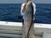 Amber Jack - Tough fight