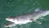 Dogfish eating my Pogy