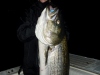 September Fall Run Striper 44