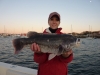 19 inch 5lb Cape Cod Tog