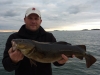 1st Cod of the Season caught on Crab