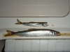 Fred's Award Worthy Smelt