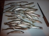 1st Smelt Trip a Success