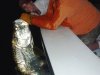 Silver King Tarpon
