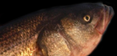 GoPogy, your online resources for best fishing informations