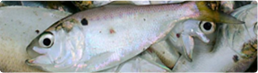 Fishing Reports